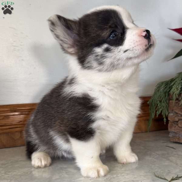 Johnny, Pembroke Welsh Corgi Puppy